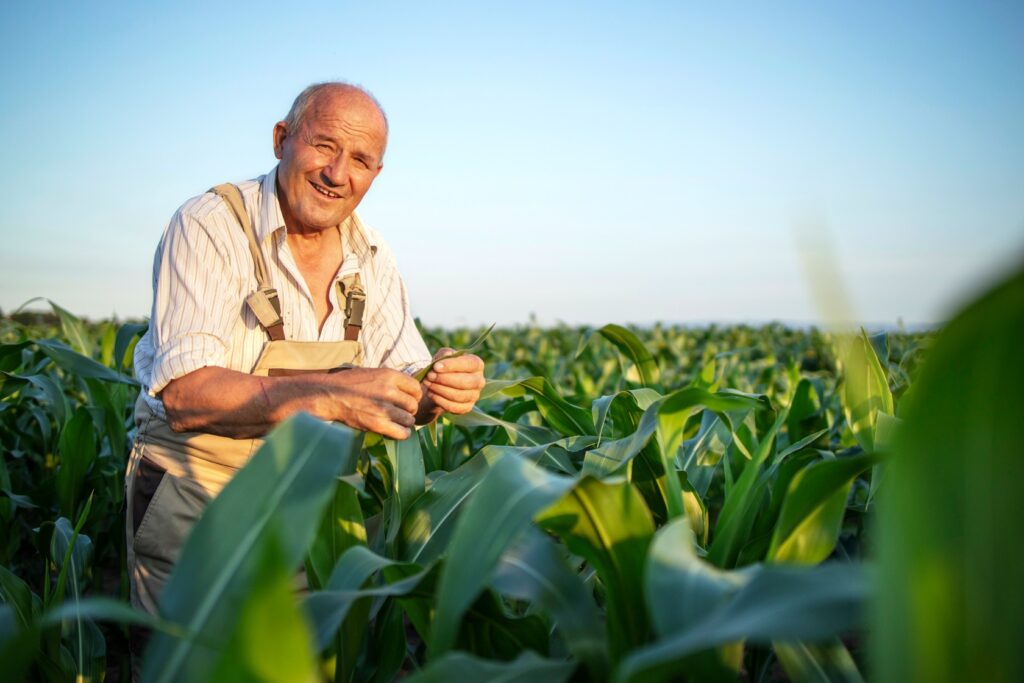 Portrait Senior Hardworking Farmer Agronomist Corn Field Checking Crops Before Harvest (1)