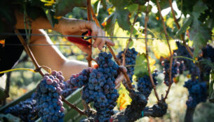 Harvest Of Grapes With Hands