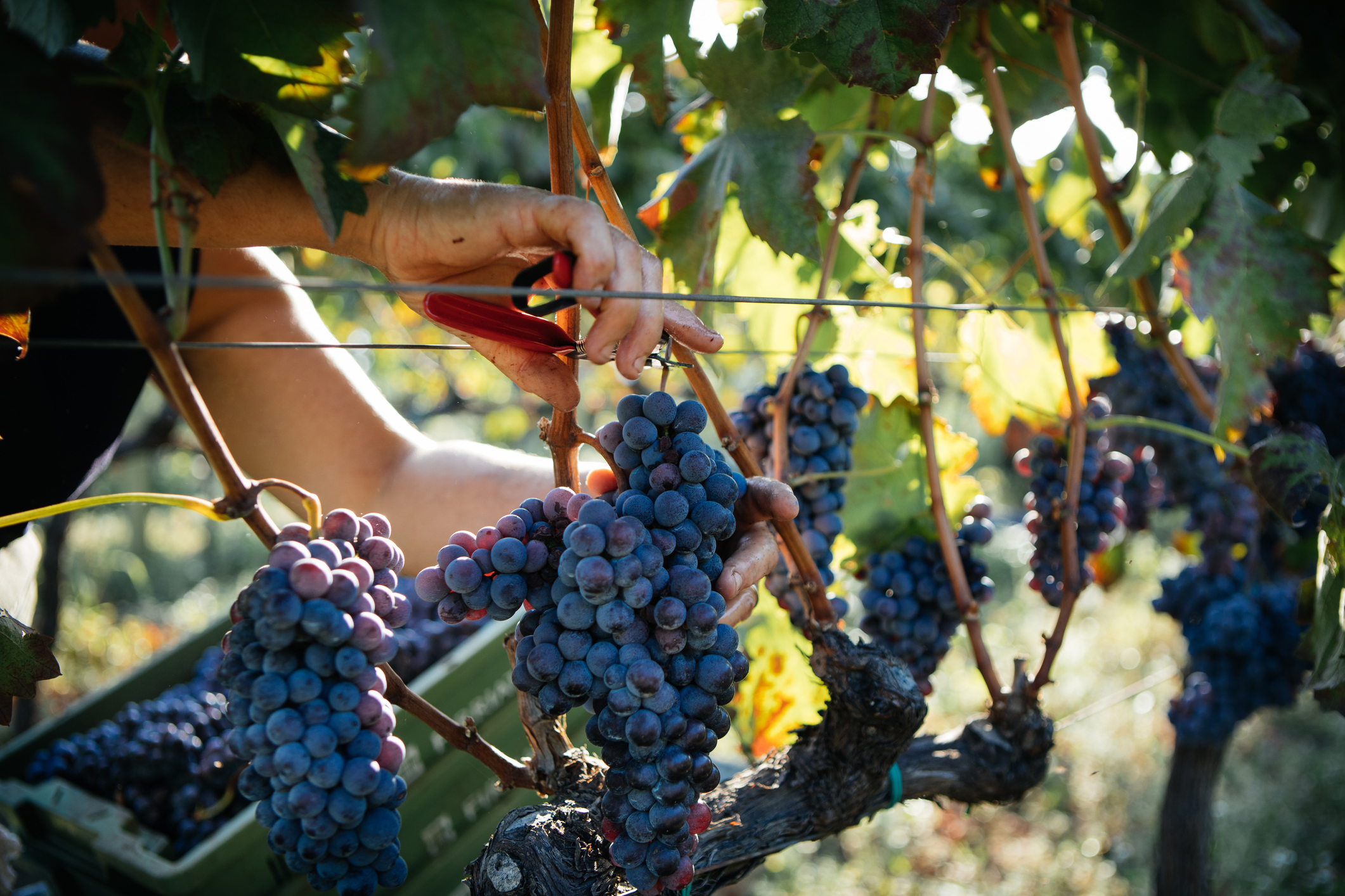 Harvest Of Grapes With Hands