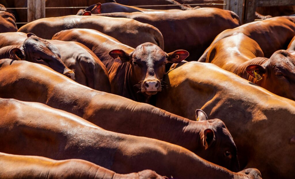 Pexels Zanutim 13082599- farm insurance